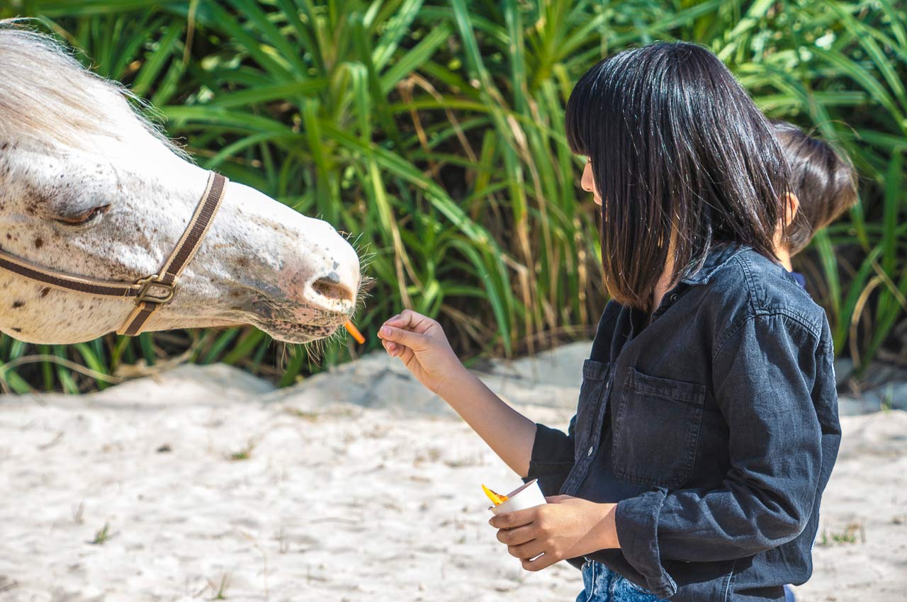 馬と遊べる!ふれあいエサやりとお手軽乗馬体験