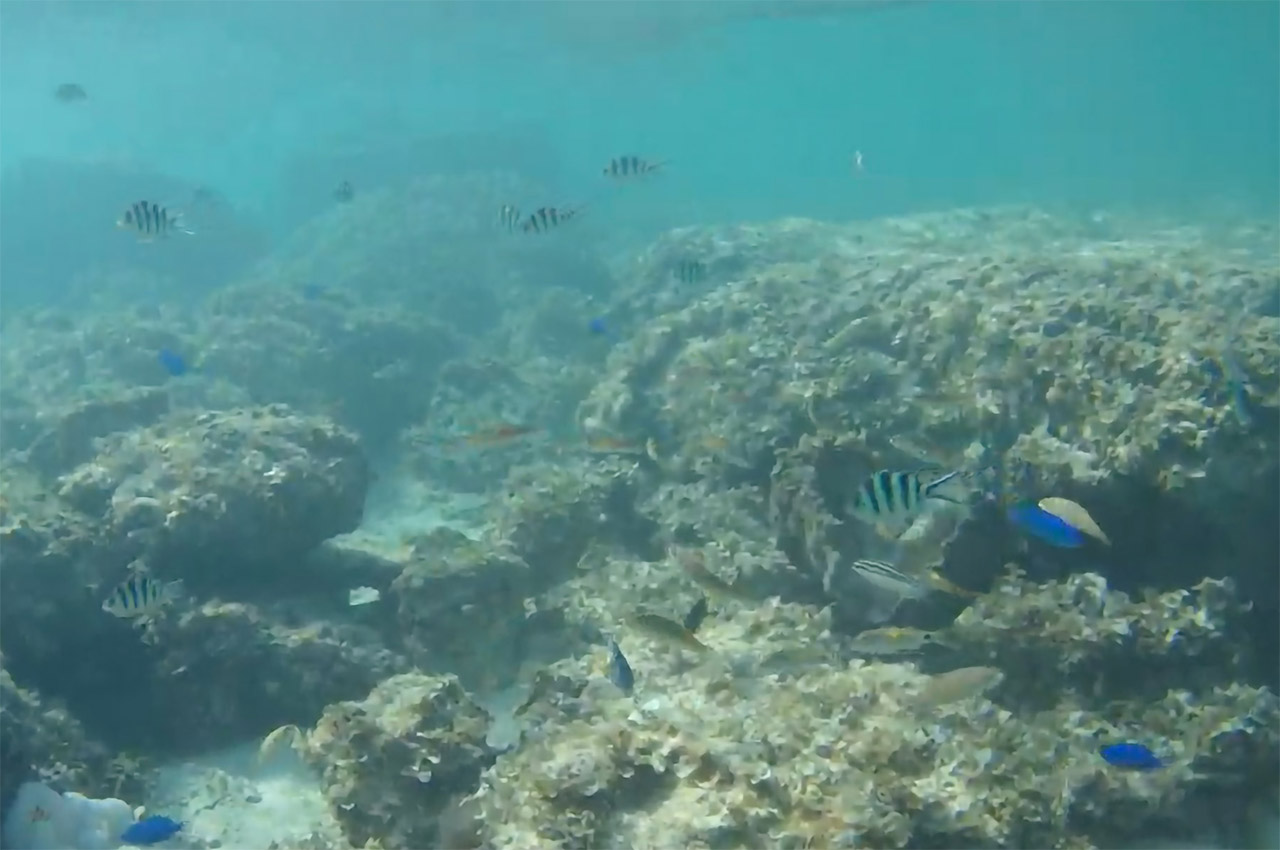 水中ドローンレンタル