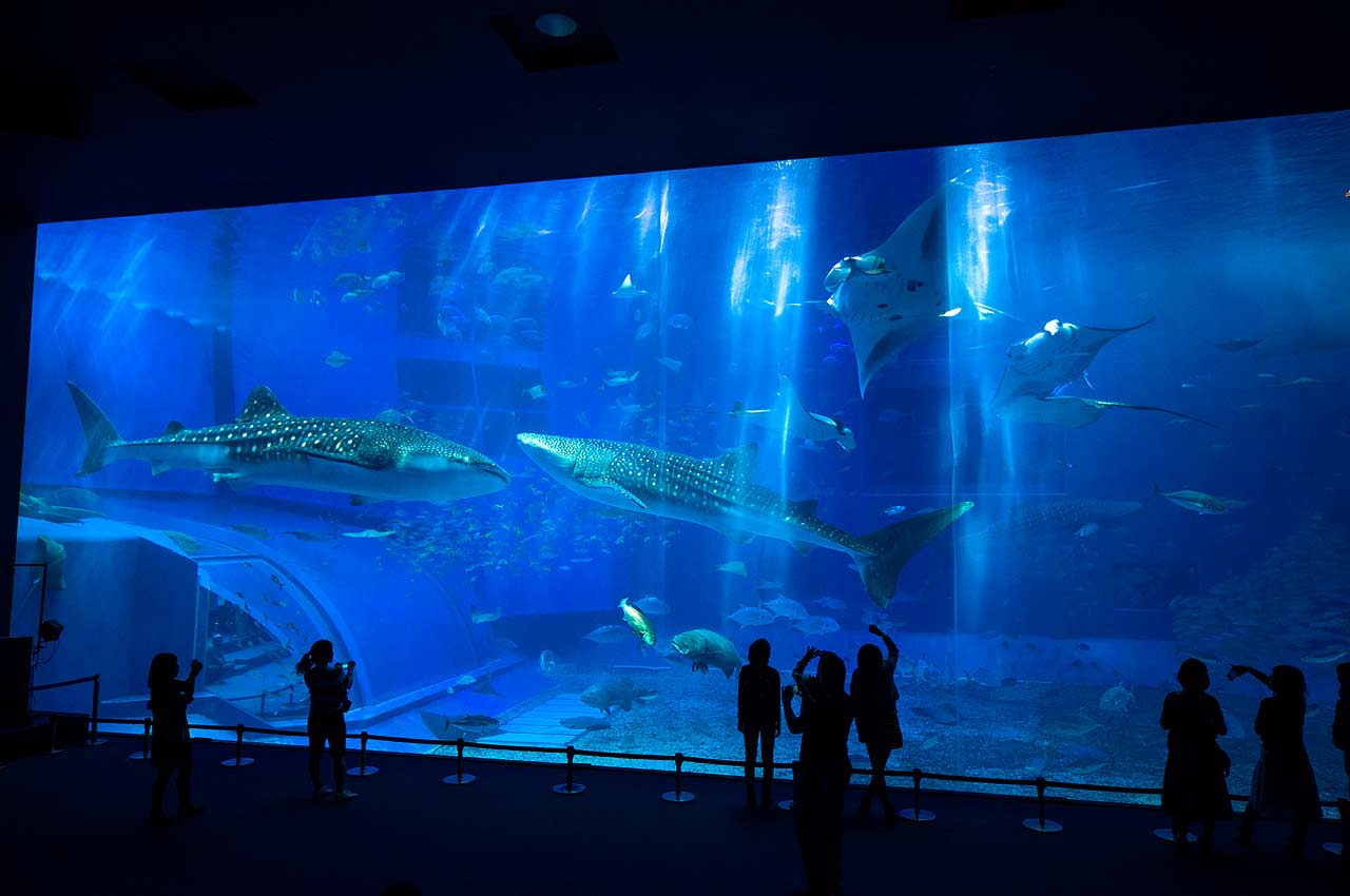 沖縄美ら海水族館