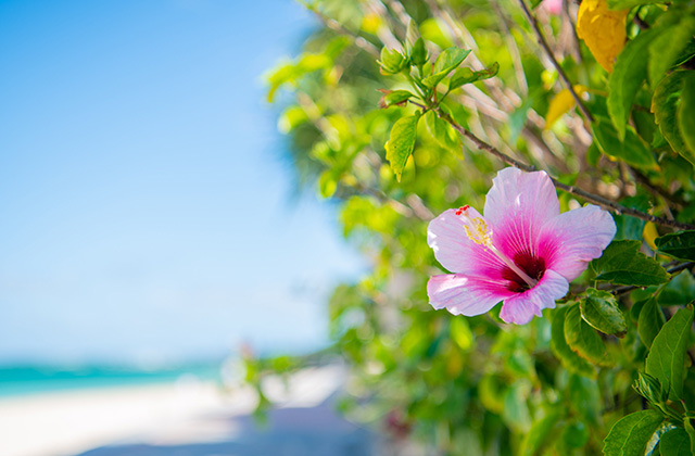 リザン宿泊プラン